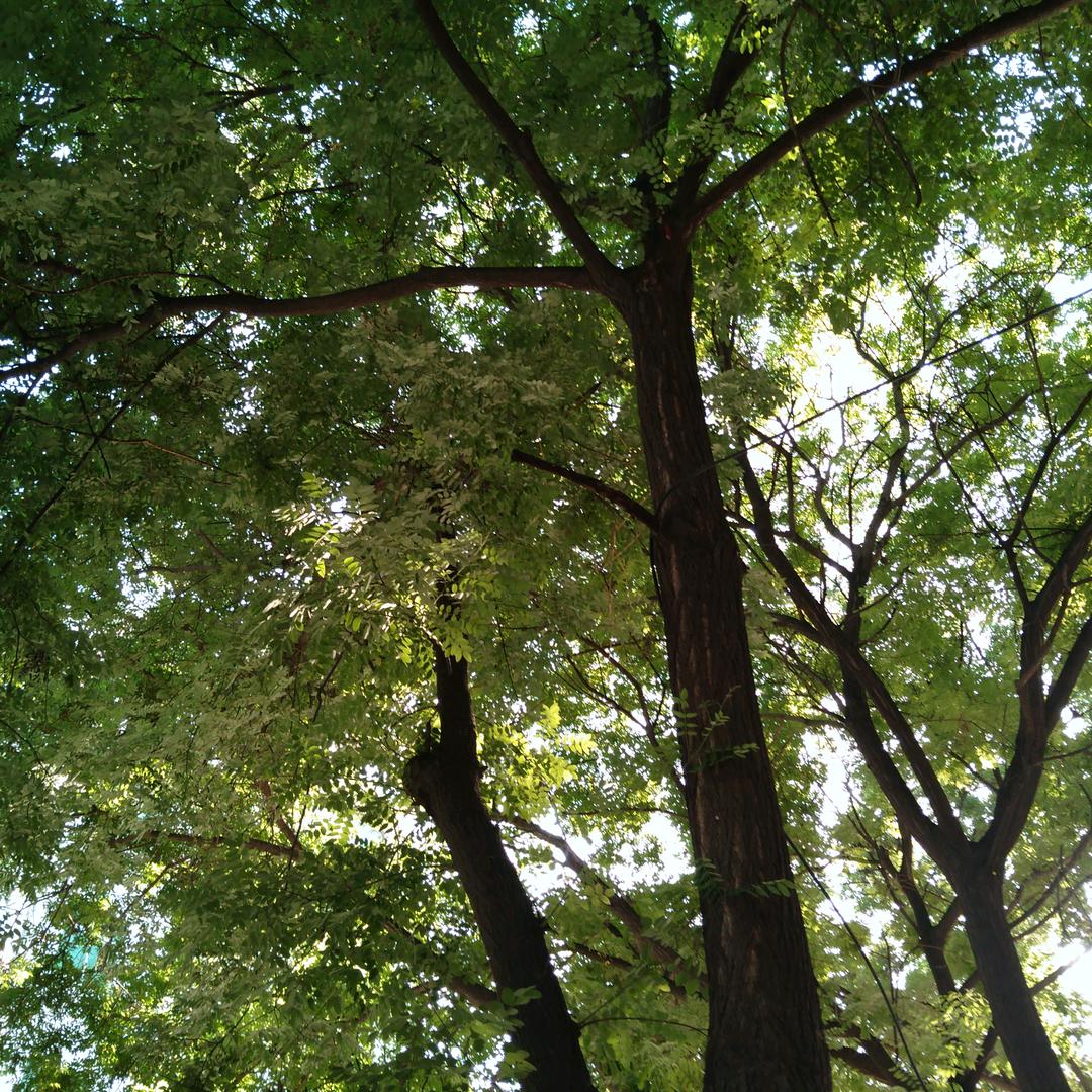 绿草如茵