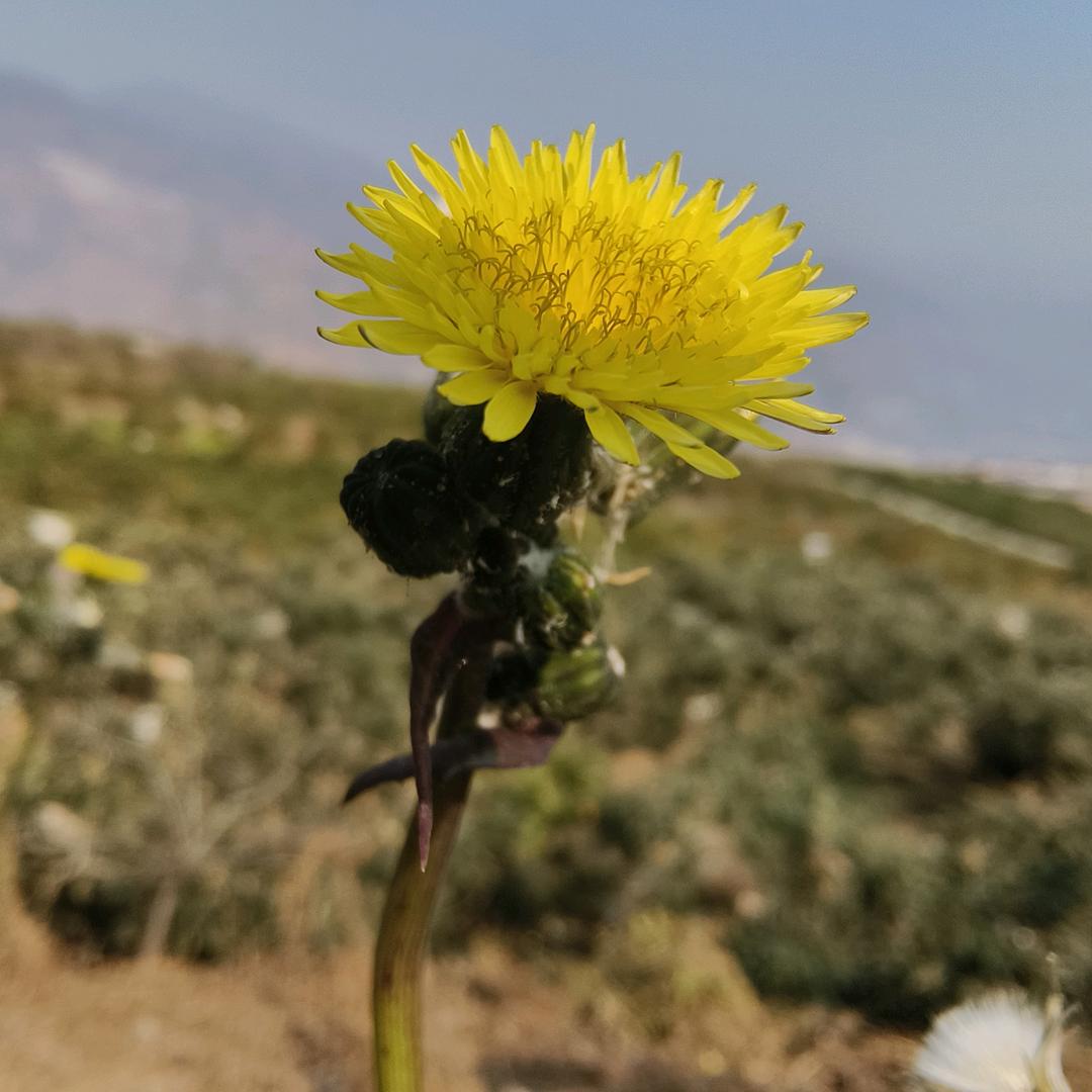 小雅雅🌻、