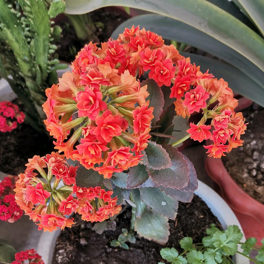 水仙花