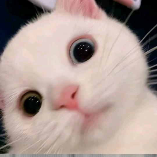 子规