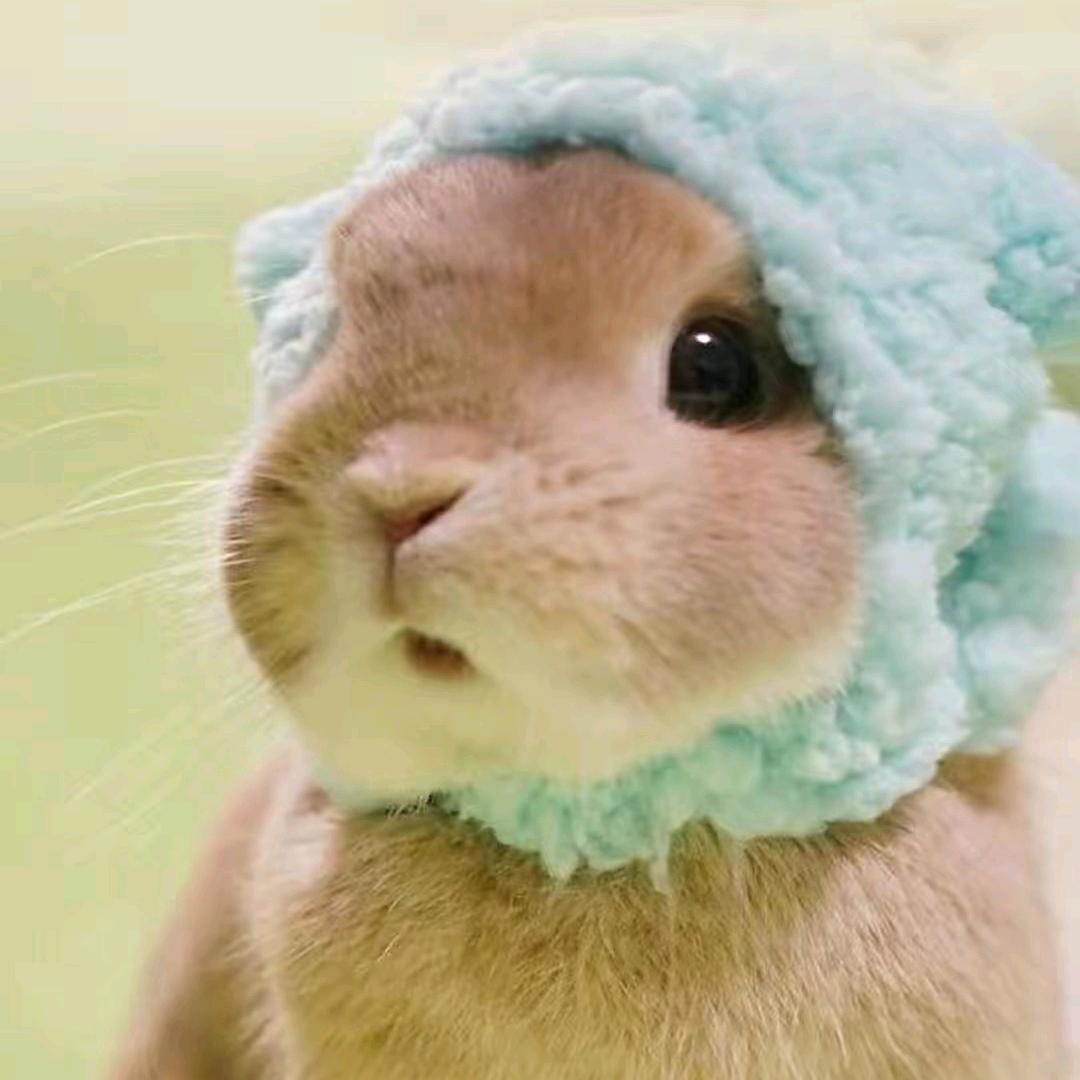 种花家的兔子们