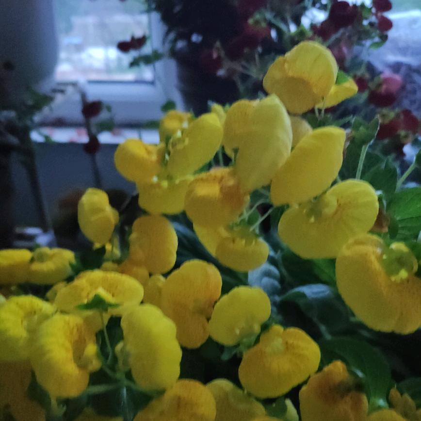 平