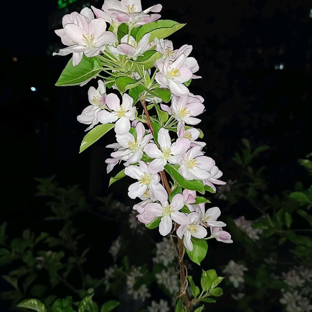 一颗静心观世界