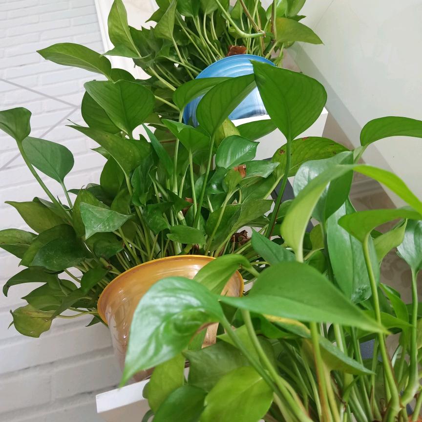 我要像梦一样飞翔
