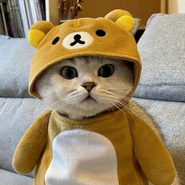 一只墨鱼