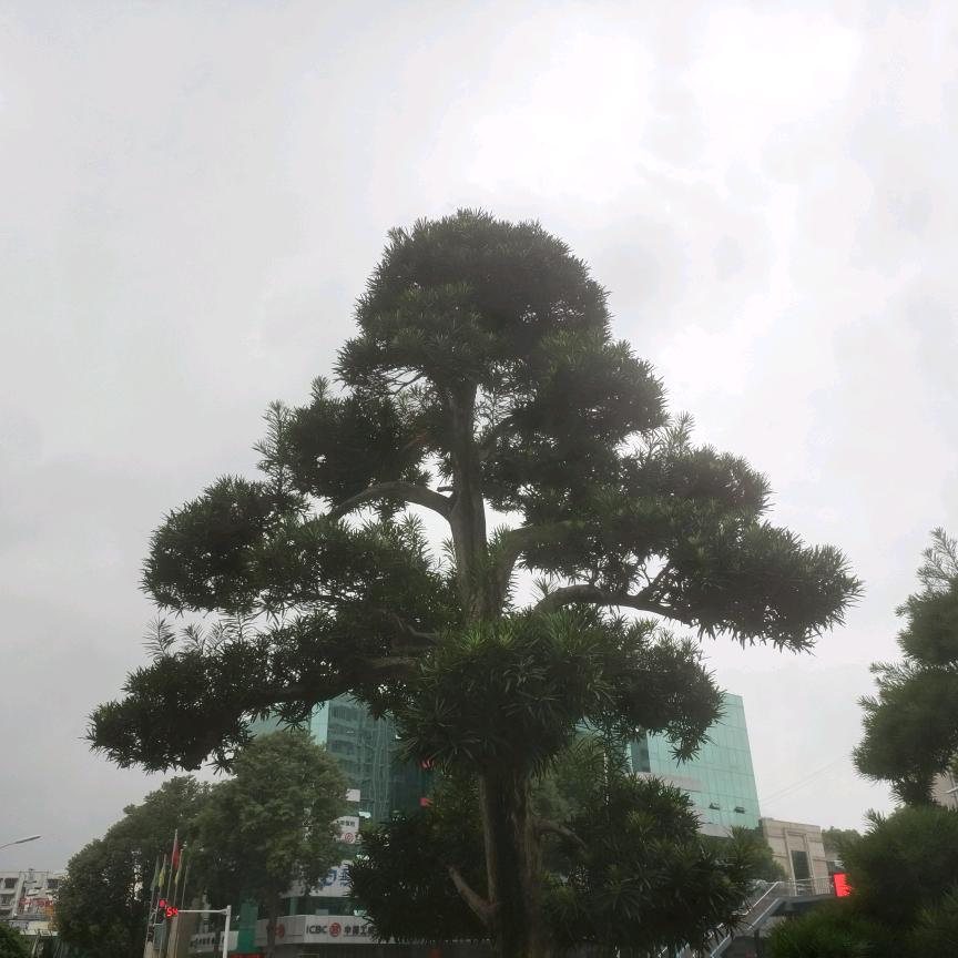 成实的人要背骗