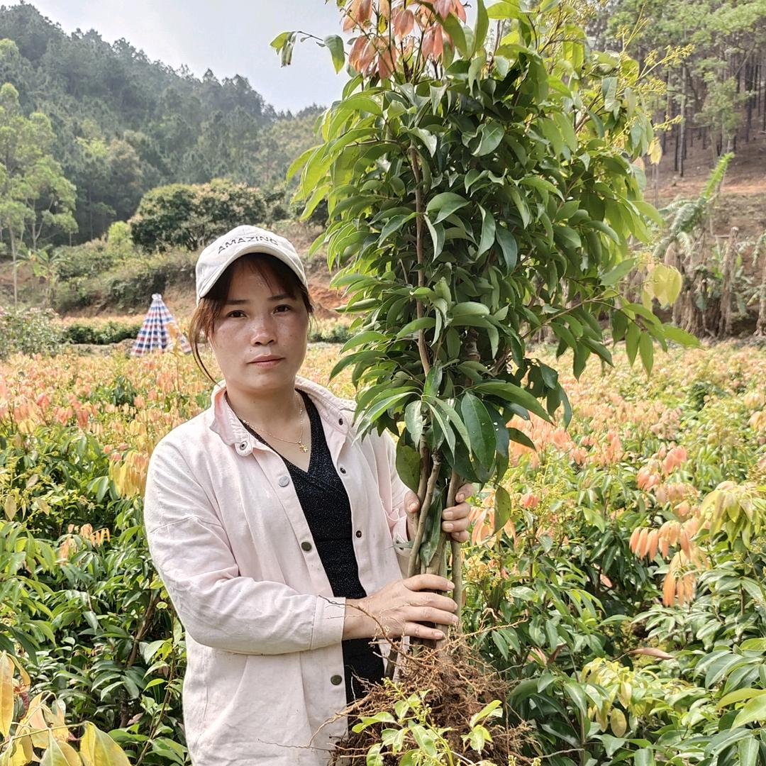 创优果苗
