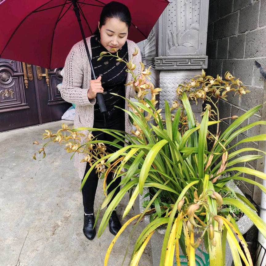 李姐山货中草药