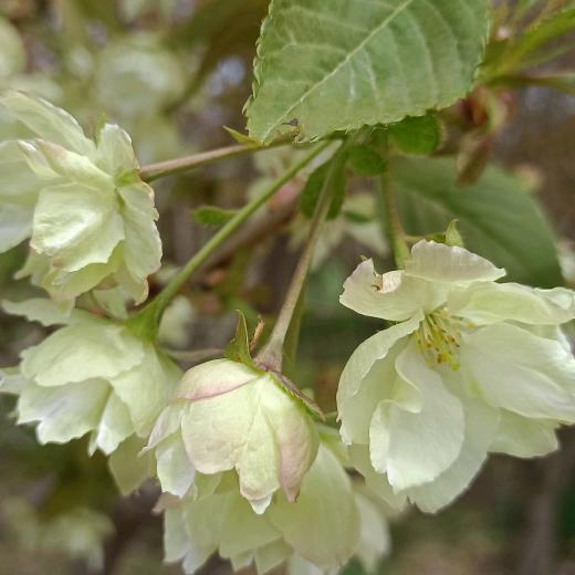 澄与柚🍊🌽🍊