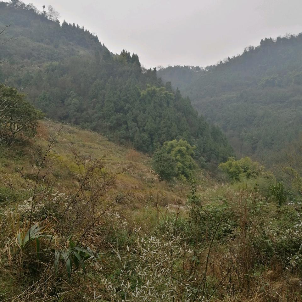 高哥