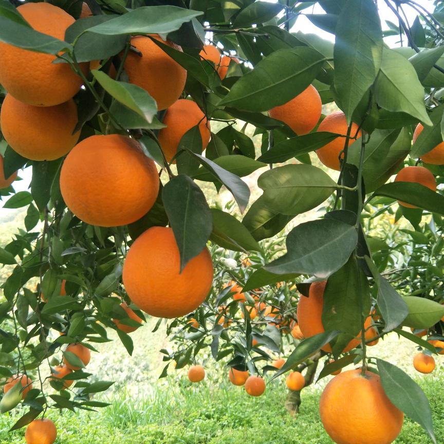 甜蜜蜜🍊