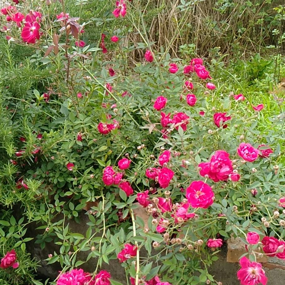 牵牛花