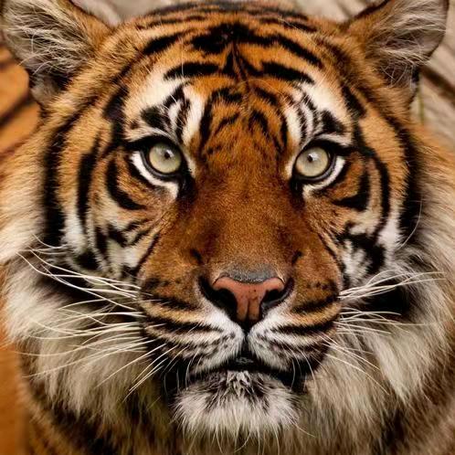 巴水T哥 Bashuitiger