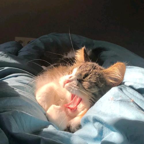 做我的猫