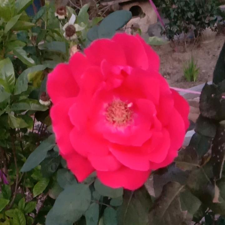 gjy870317