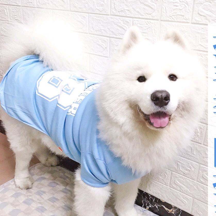 萨摩耶嘟嘟宝贝