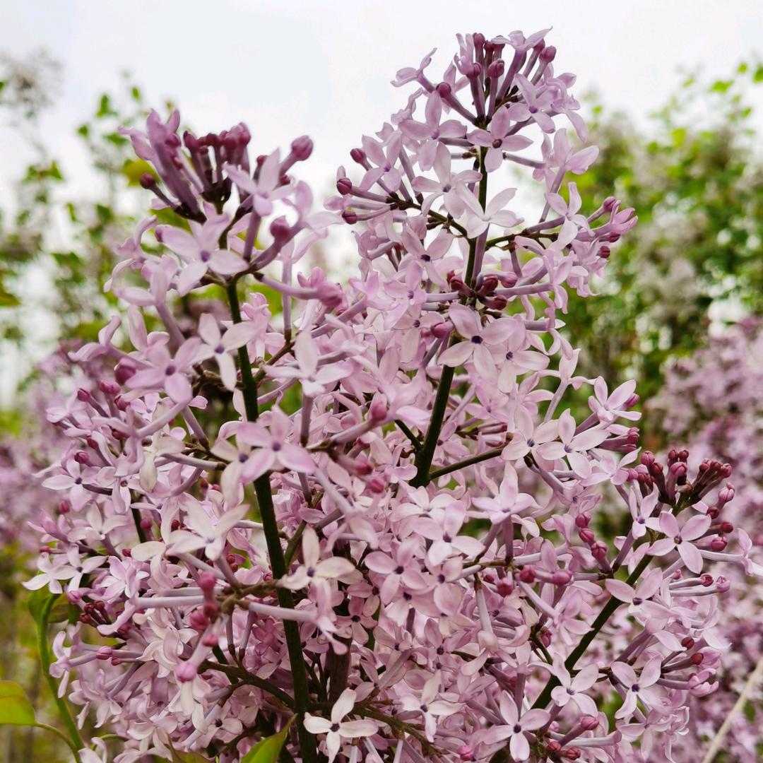 丁香花
