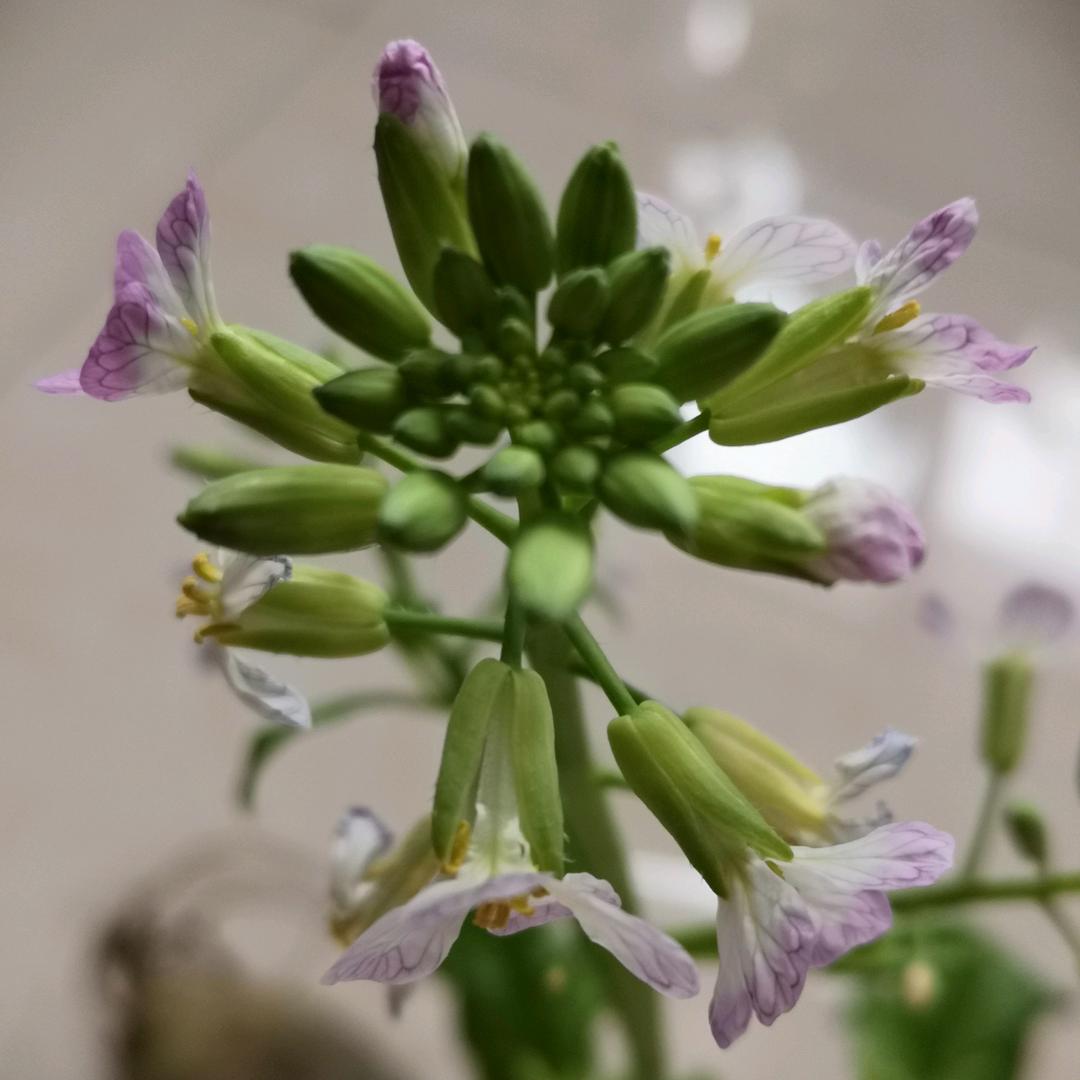 芭蕉