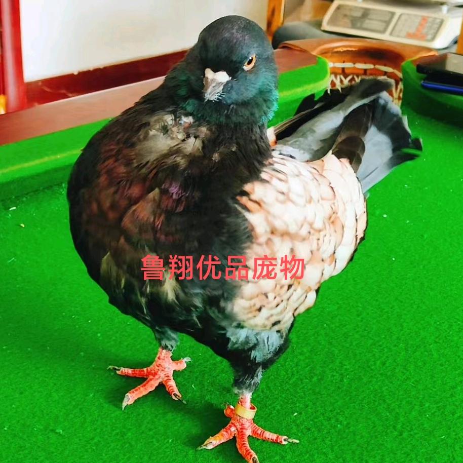 鲁翔优品观赏鸽