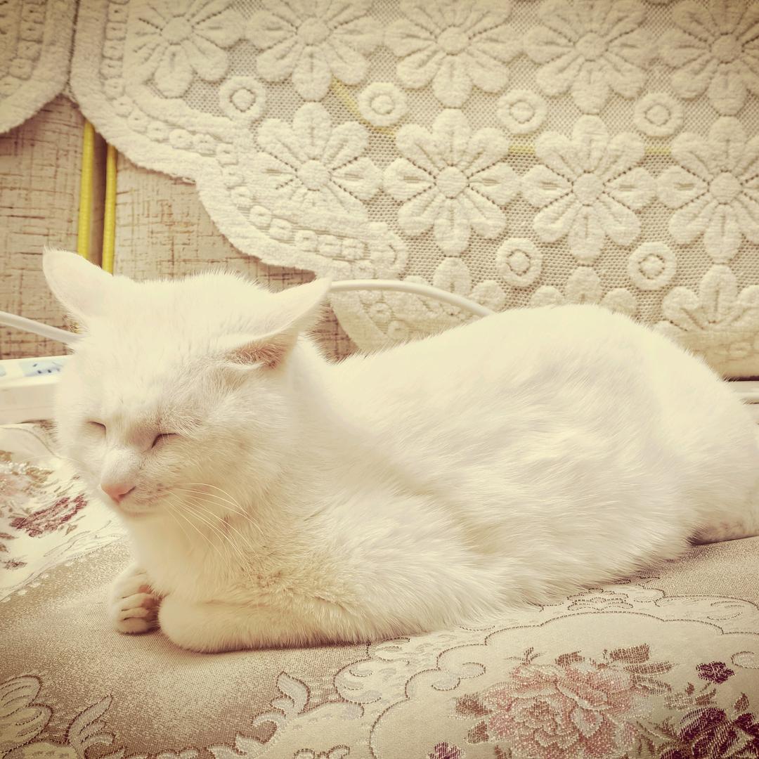 小刺猬豆