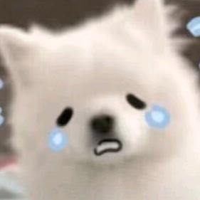 梦梳年泉州凯萨商贸有限公司童装专卖店