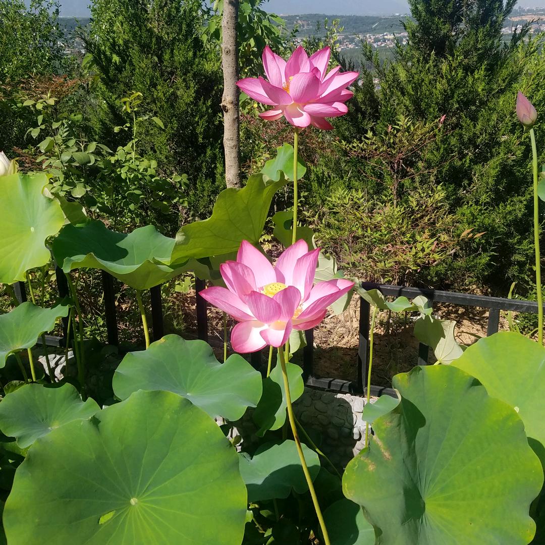 难得糊涂