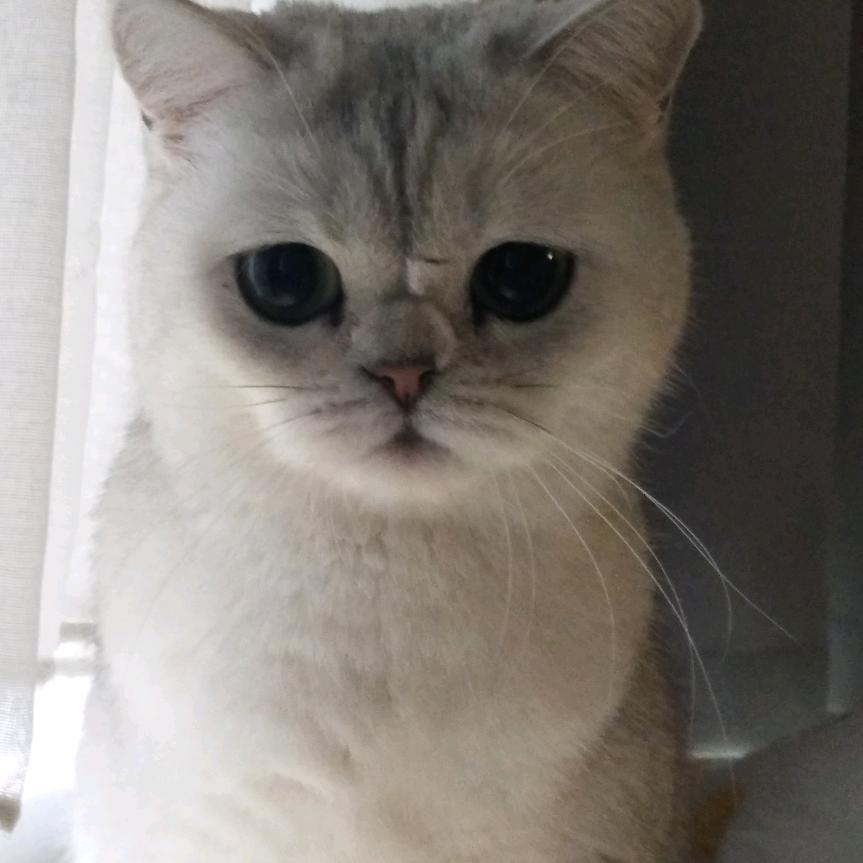 塔塔是只🐱
