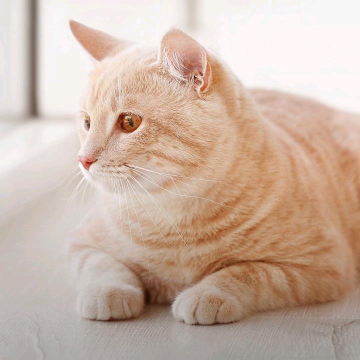 骑猪卖猴