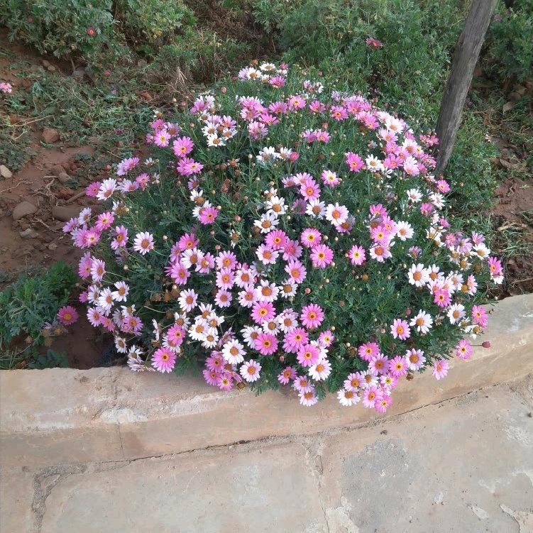 胡菊芬
