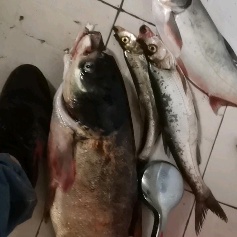 🌈唱歌的鱼🐟🌈