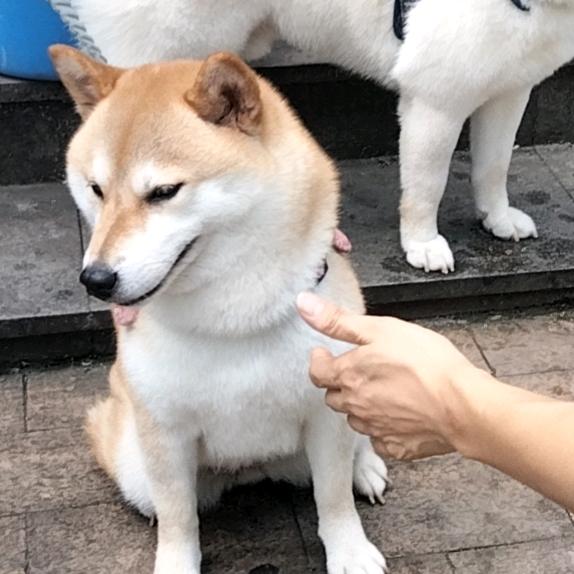 老6