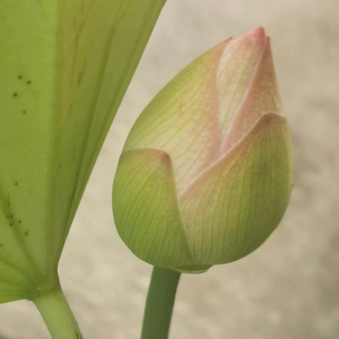 田风