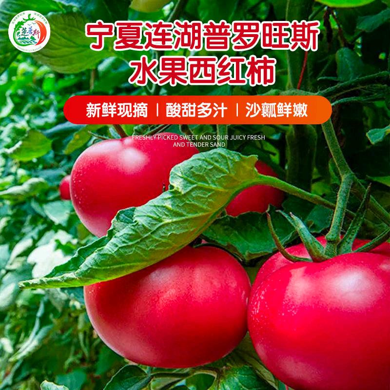 宁夏莲普斯连湖西红柿