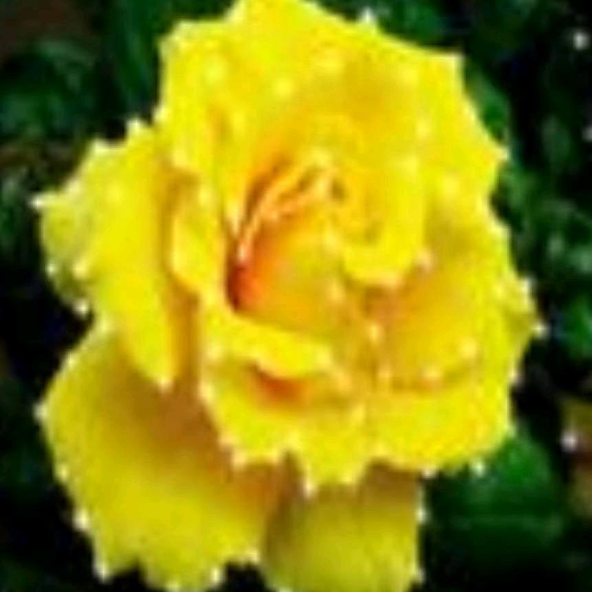 黄玫瑰（拒绝私聊）