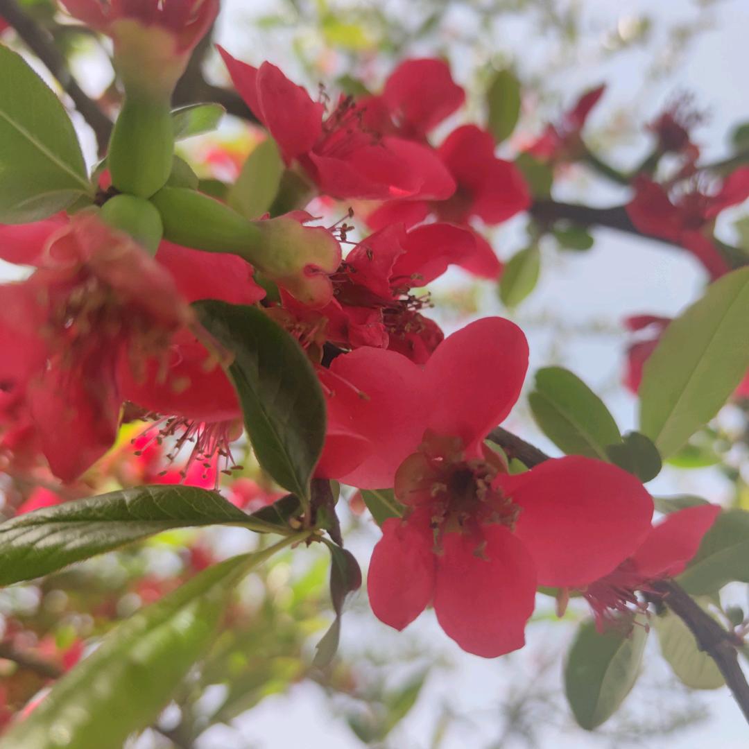 爱丽特