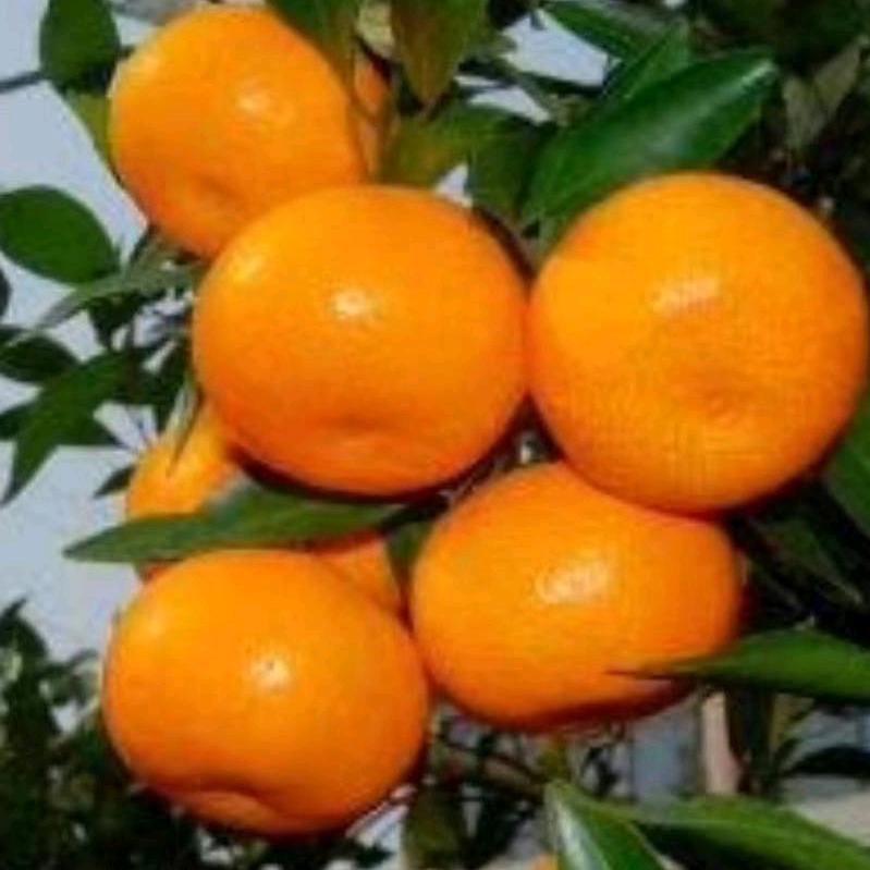 贤武柑橘种值