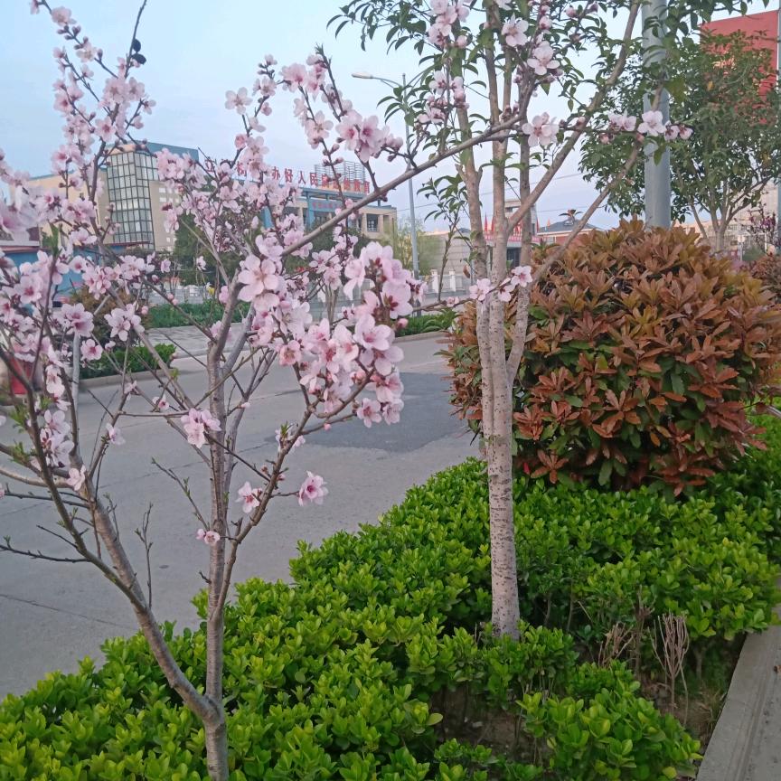花开月又圆