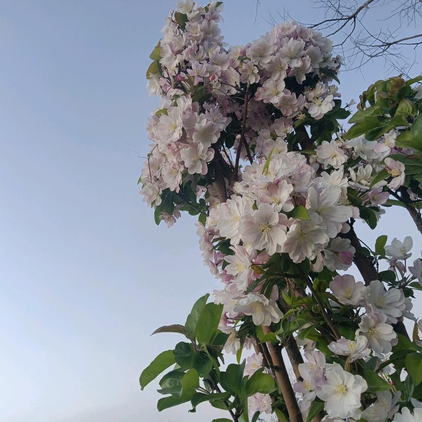 吉祥三宝妈