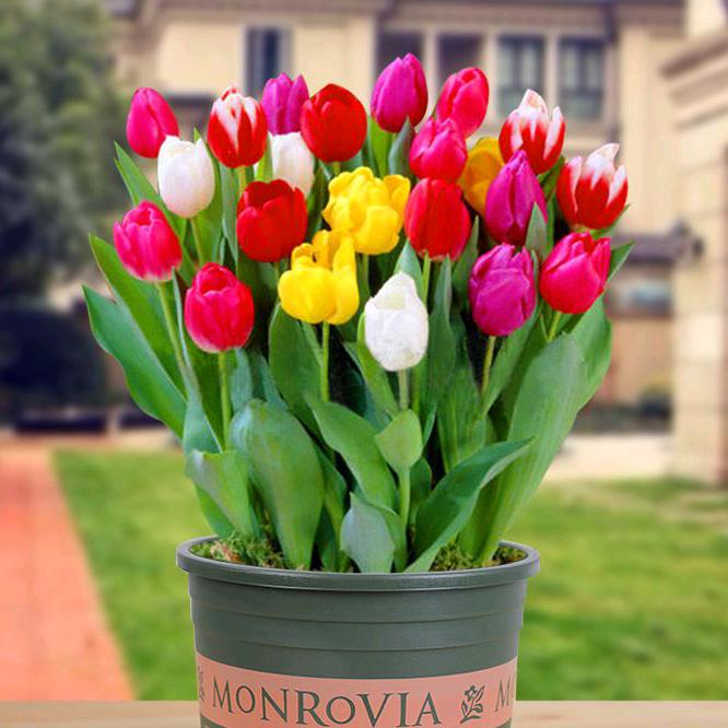 至景花名缘农资专卖店