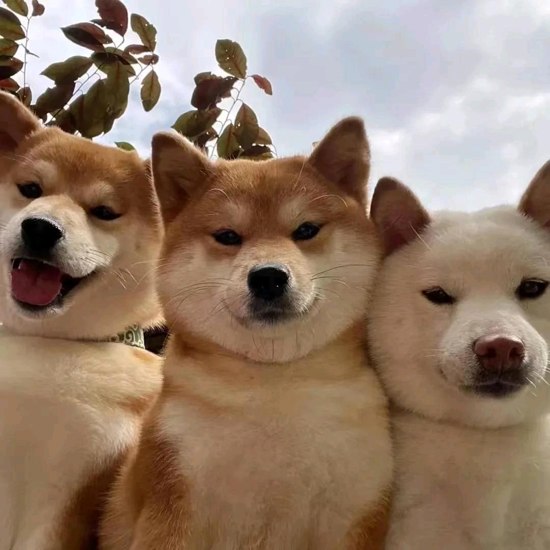 晓风残月