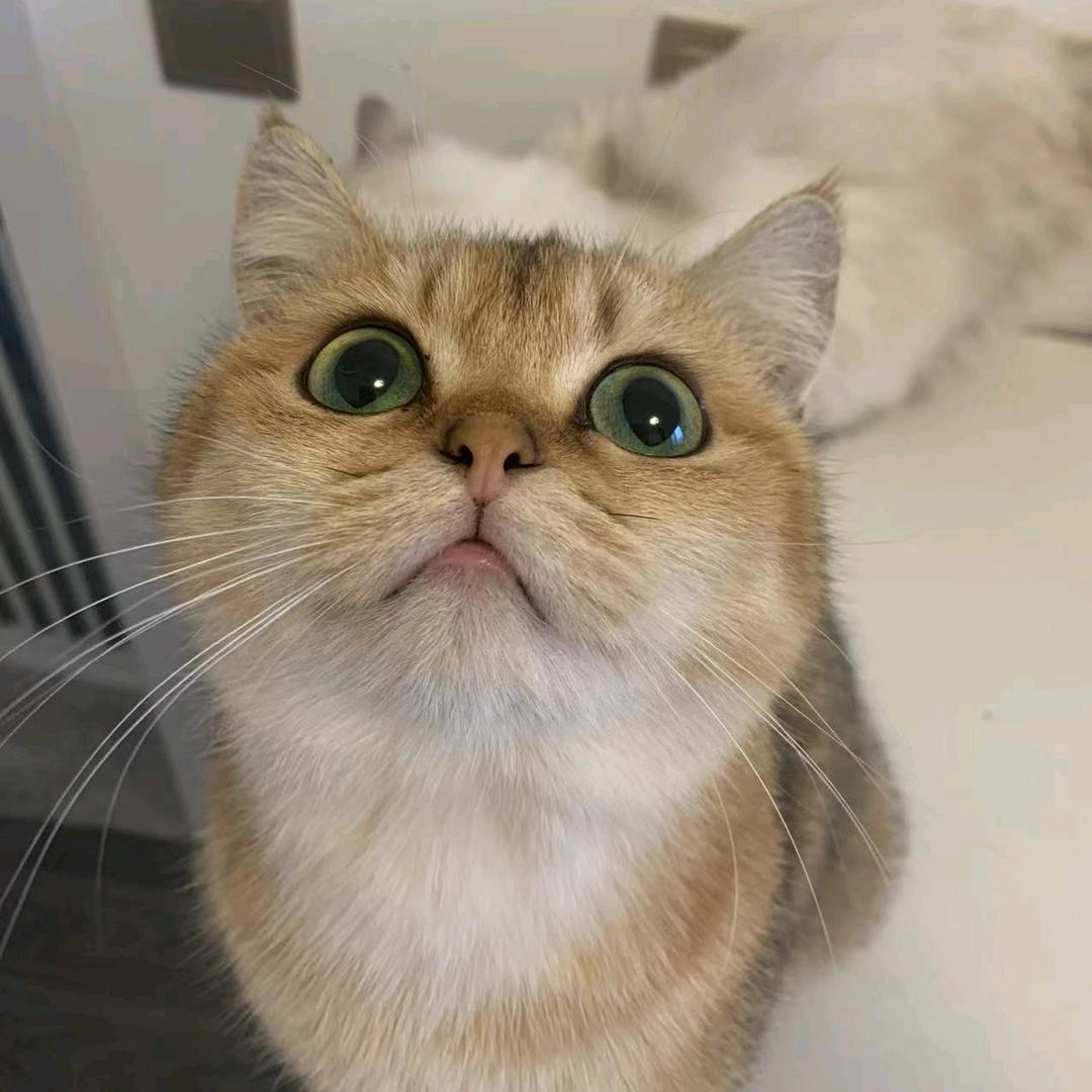 喵可斯😸