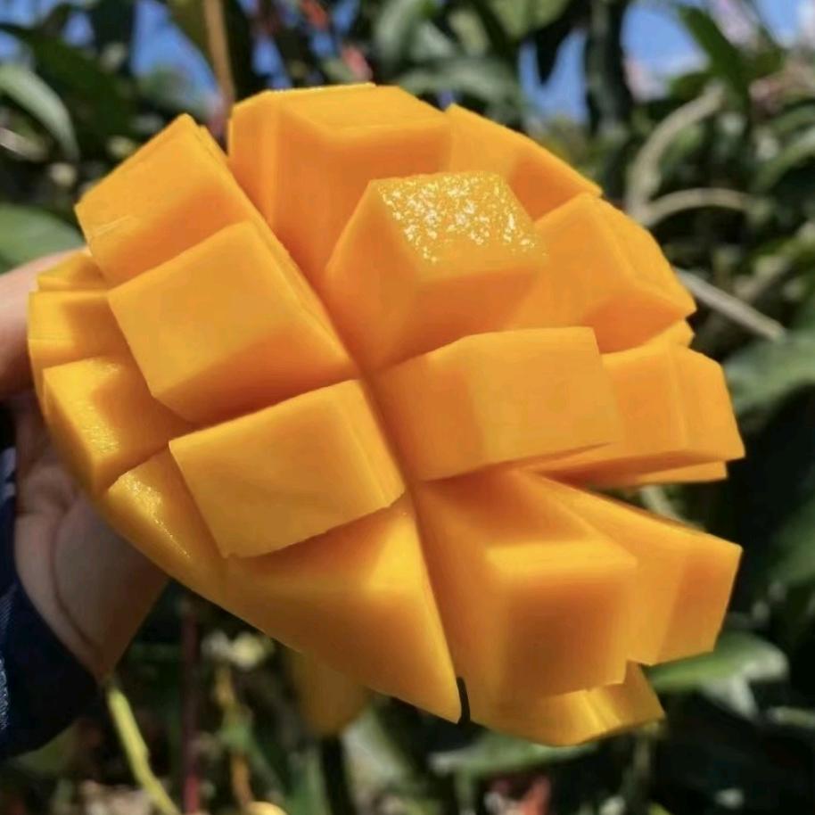 爱龙果蔬供应链