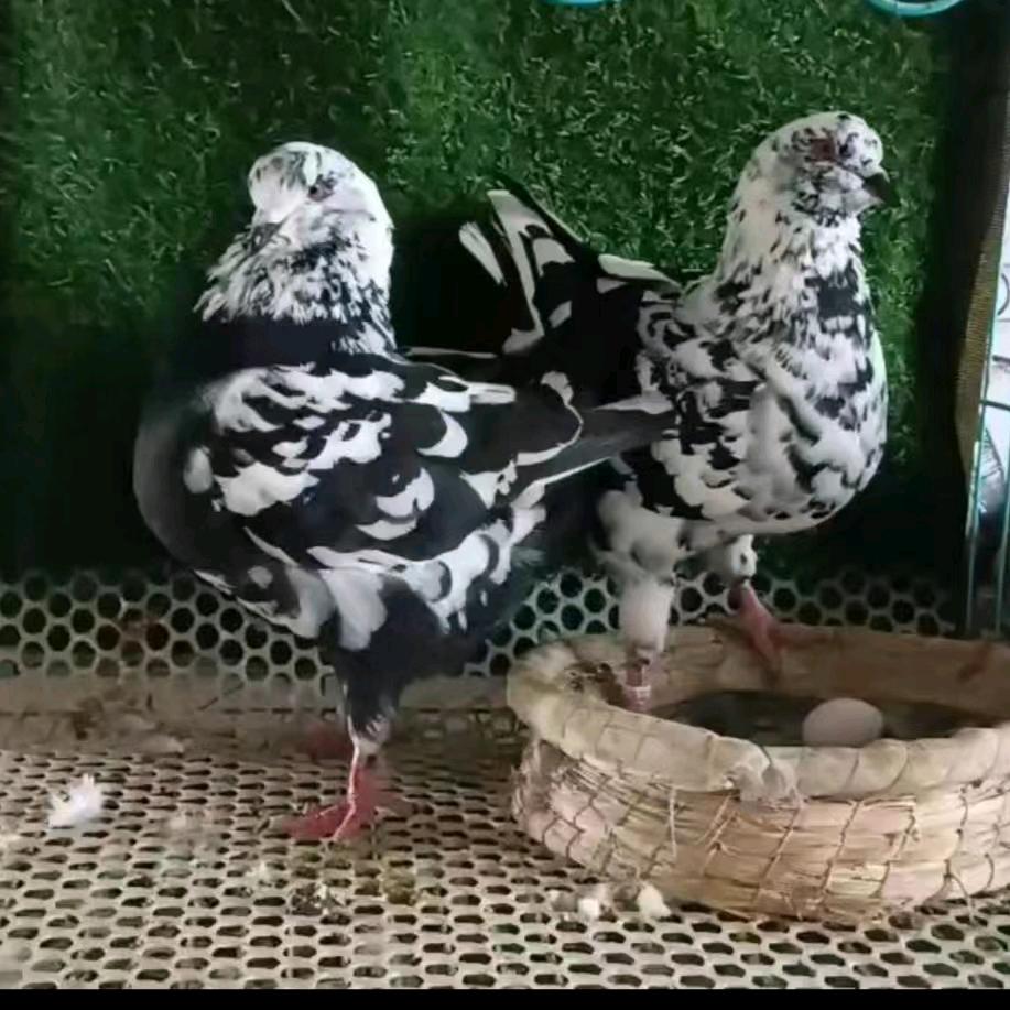 老曹元宝鸽养殖