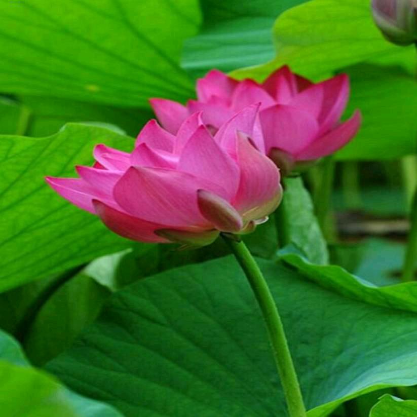 淡紫芙蓉