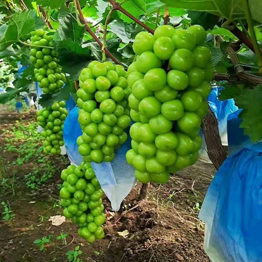 平邑县永淇苗木基地企业店