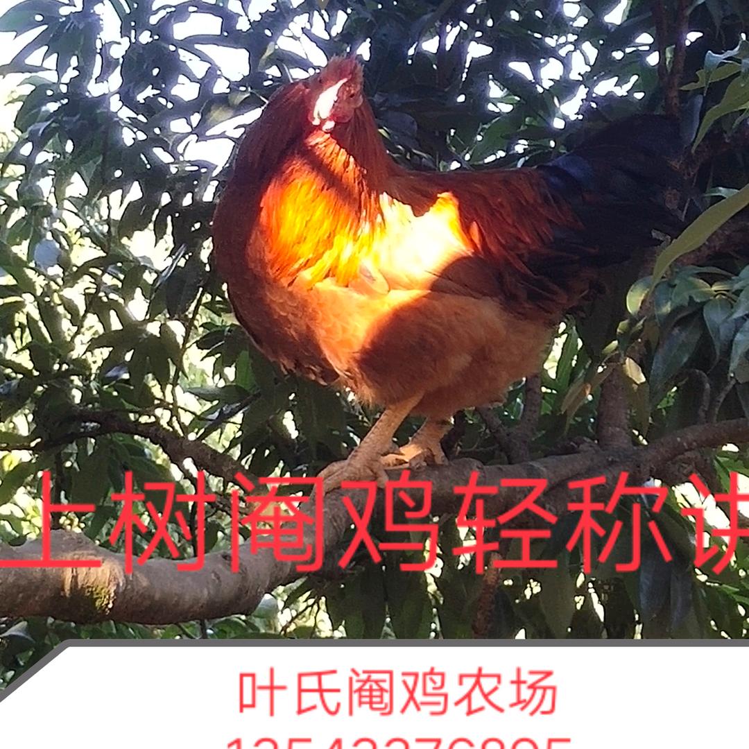 养鸡专属