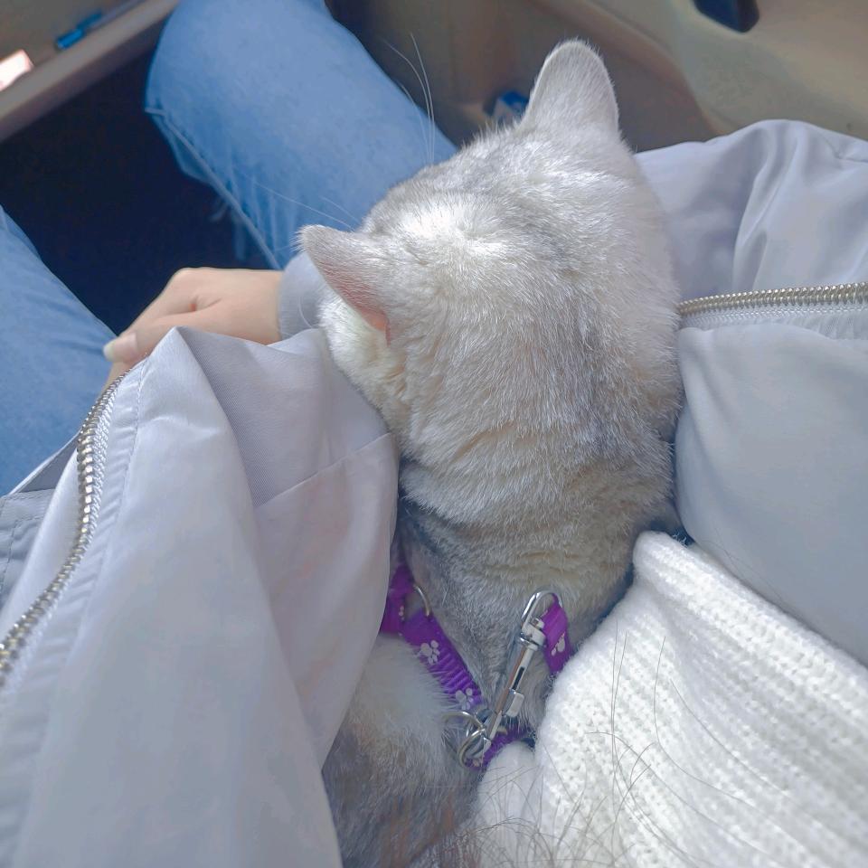 大橙子🍊（见过张杰版）