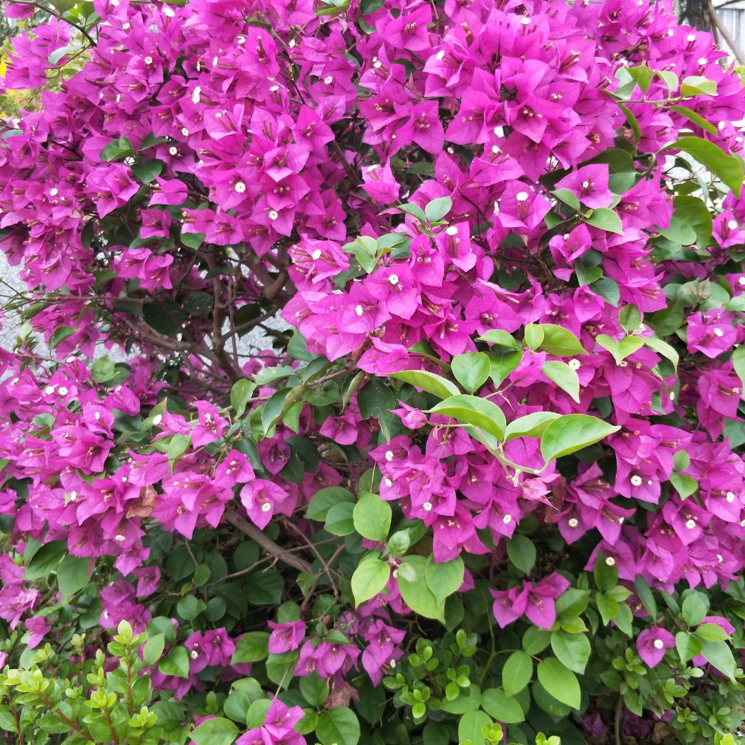 小丽