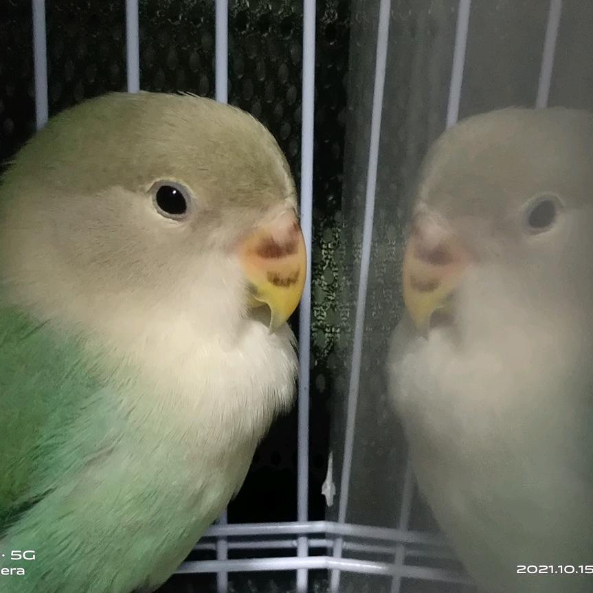 喜欢小动物的沸沸🐤🐶🐸🐢