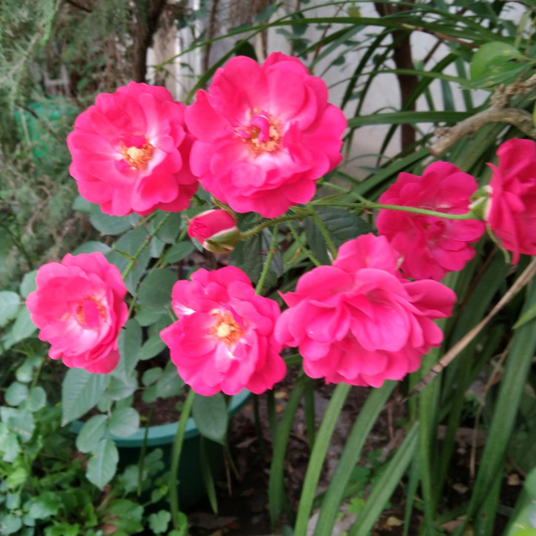 自游大伯